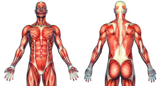 How CBD can help with muscle soreness