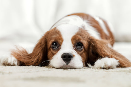 CBD for Dogs