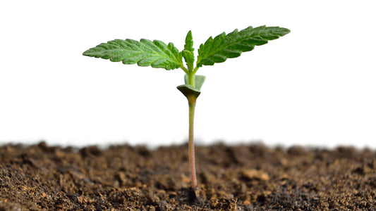 HOW DOES CBD OIL WORK?